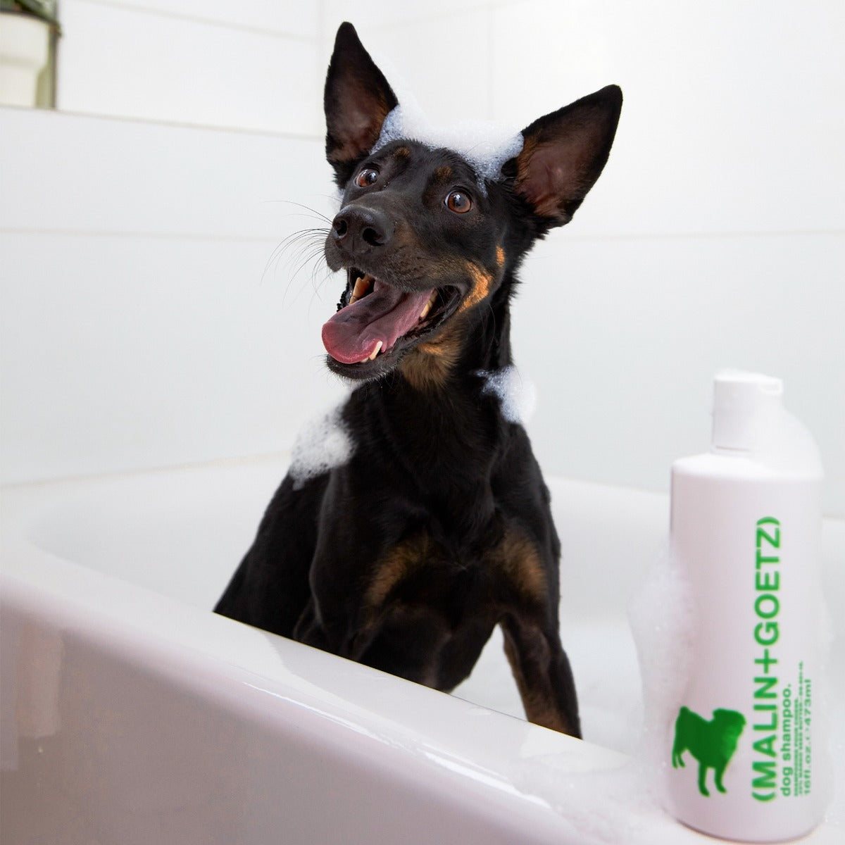 dog shampoo. - MALIN+GOETZ