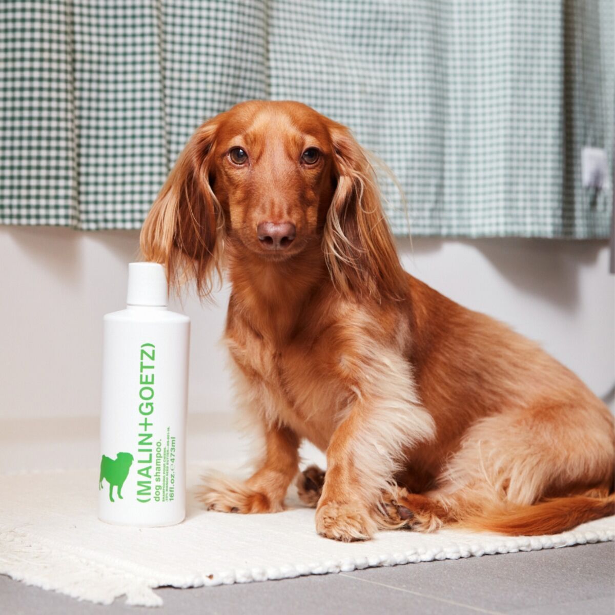 dog shampoo. | (MALIN+GOETZ)