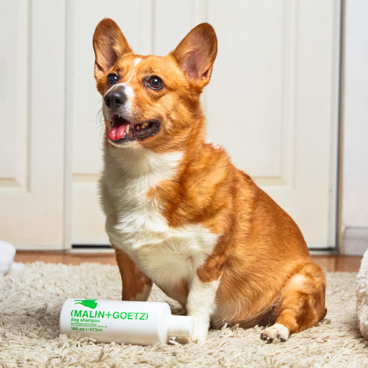 dog shampoo. | (MALIN+GOETZ)