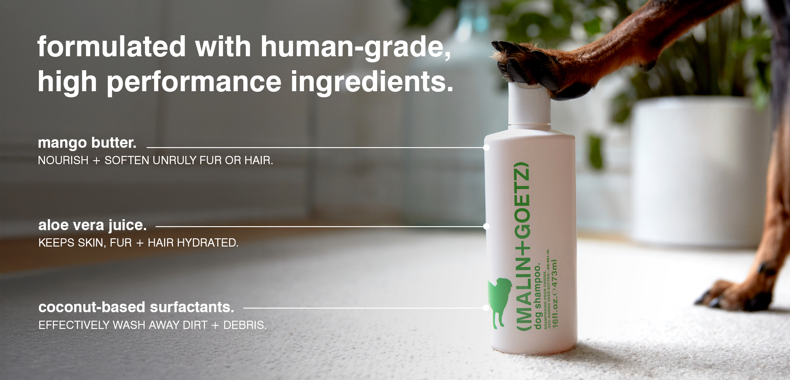 dog shampoo